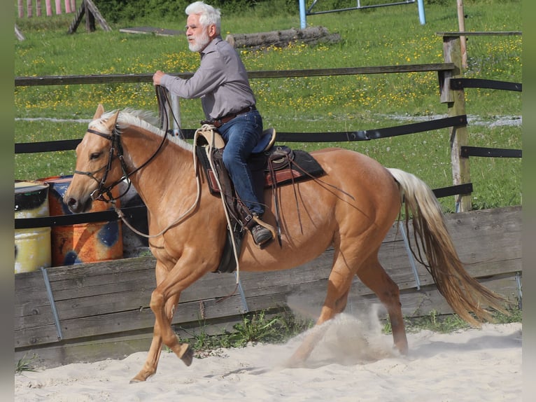 Caballo cuarto de milla Yegua 5 años 149 cm Palomino in M&#xFC;glitztal