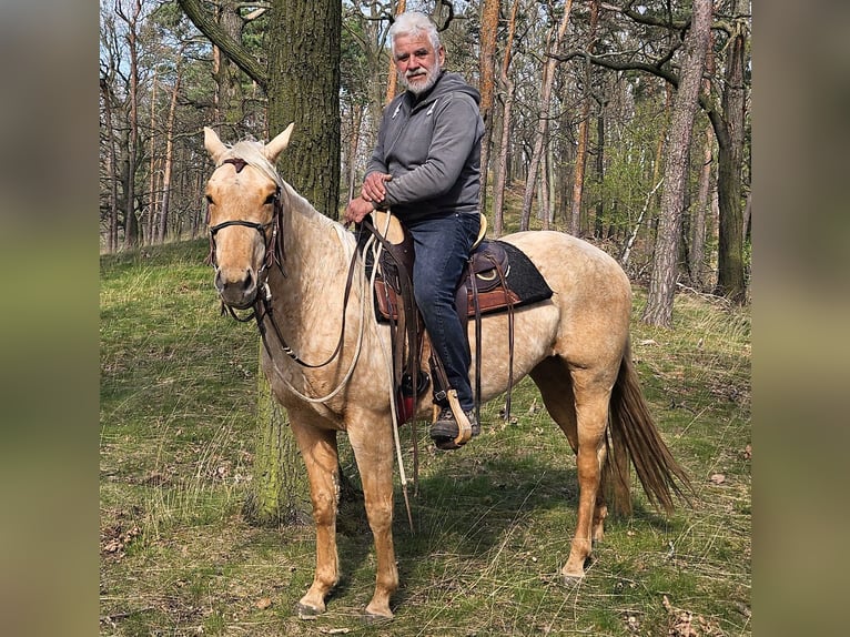 Caballo cuarto de milla Yegua 5 años 149 cm Palomino in M&#xFC;glitztal