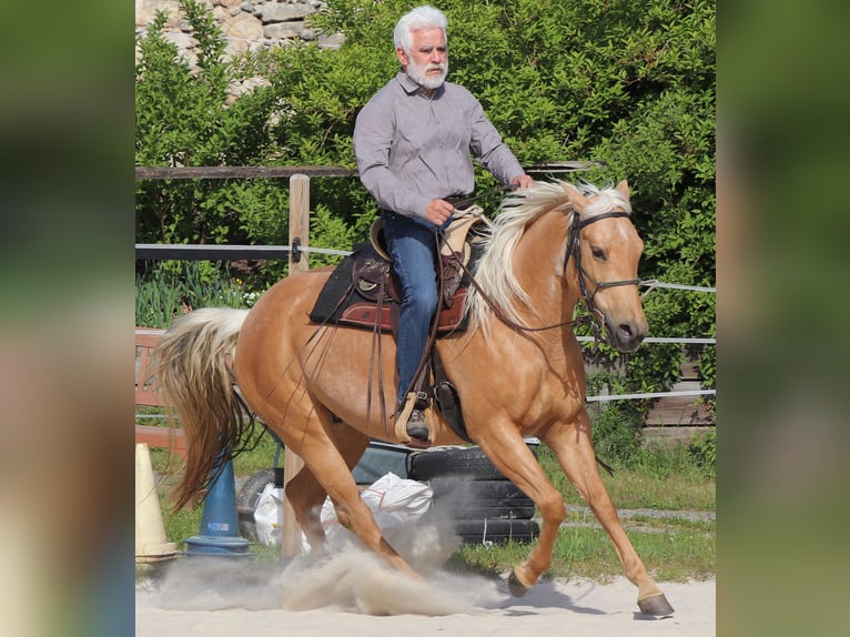 Caballo cuarto de milla Yegua 5 años 149 cm Palomino in M&#xFC;glitztal