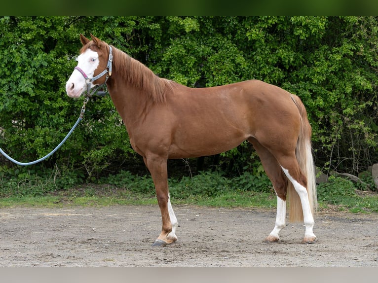 Caballo cuarto de milla Yegua 5 años 150 cm Alazán in Kürten