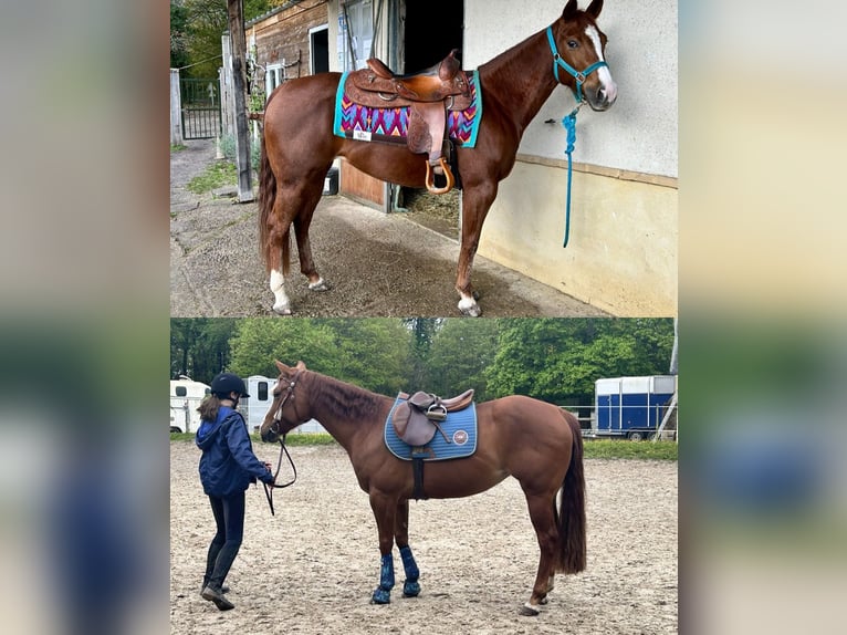 Caballo cuarto de milla Yegua 5 años 150 cm Alazán rojizo in Marcilly sur Eure