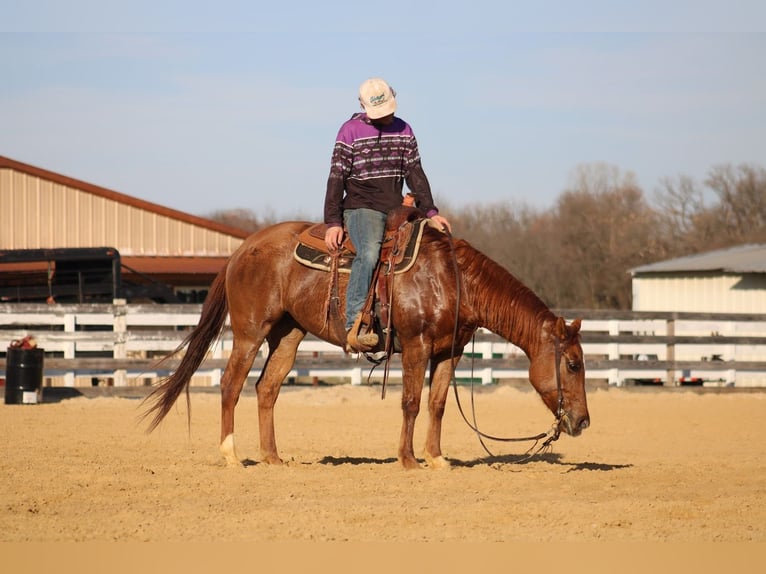 Caballo cuarto de milla Yegua 5 años 150 cm Bayo in Greenville