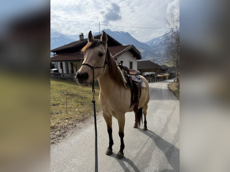 Caballo cuarto de milla Yegua 5 años 150 cm Buckskin/Bayo in Großvolderberg