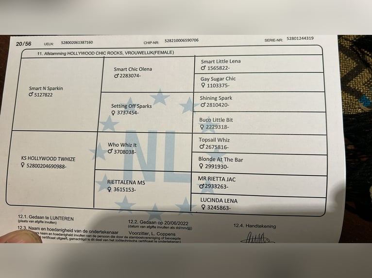 Caballo cuarto de milla Yegua 5 años 150 cm Castaño in Küps