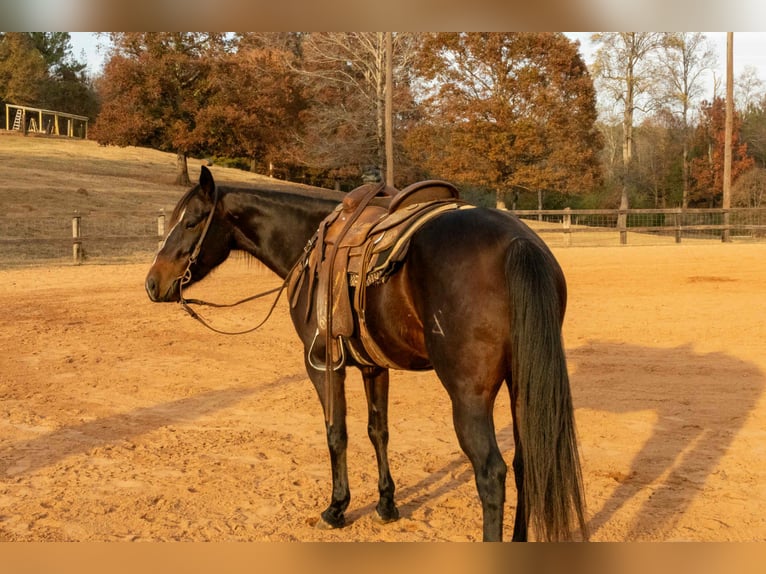 Caballo cuarto de milla Yegua 5 años 150 cm Castaño rojizo in Dadeville