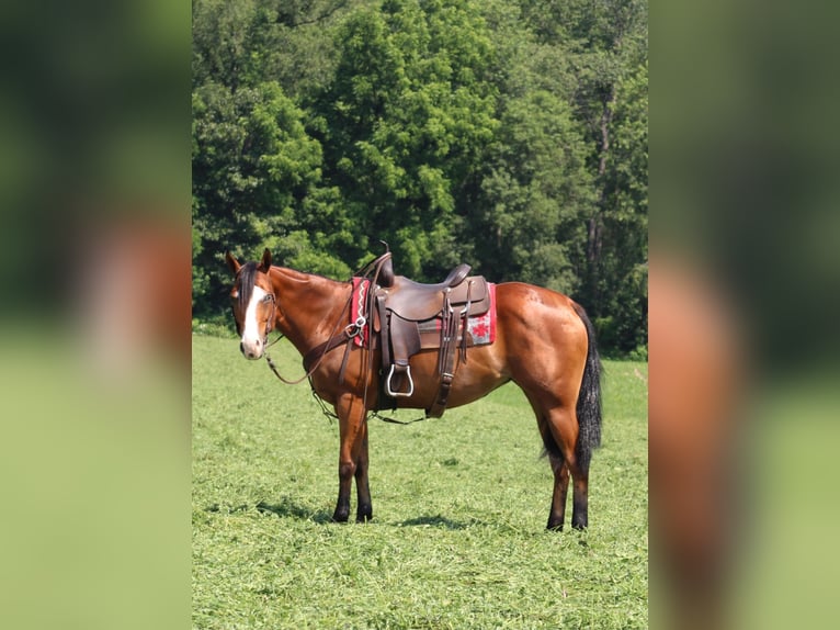 Caballo cuarto de milla Yegua 5 años 150 cm Castaño rojizo in Rebersburg, PA