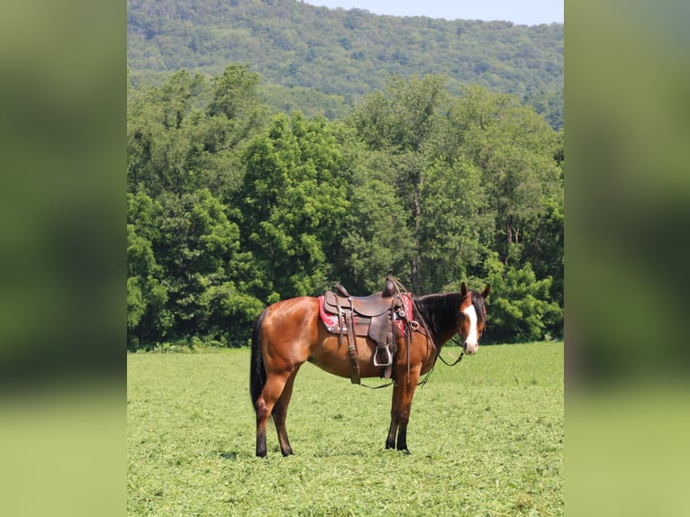Caballo cuarto de milla Yegua 5 años 150 cm Castaño rojizo in Rebersburg, PA