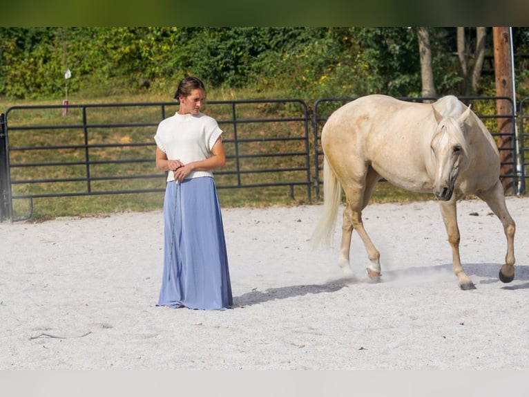 Caballo cuarto de milla Yegua 5 años 150 cm Palomino in New Holland
