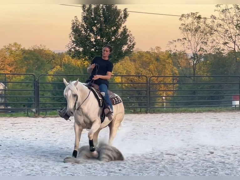 Caballo cuarto de milla Yegua 5 años 150 cm Palomino in New Holland
