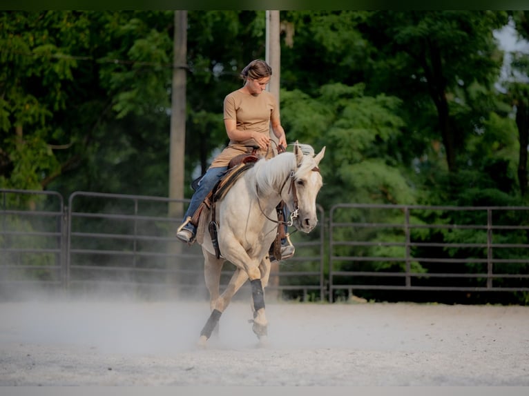 Caballo cuarto de milla Yegua 5 años 150 cm Palomino in New Holland