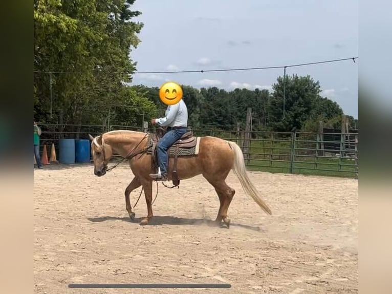 Caballo cuarto de milla Yegua 5 años 150 cm Palomino in Marysville