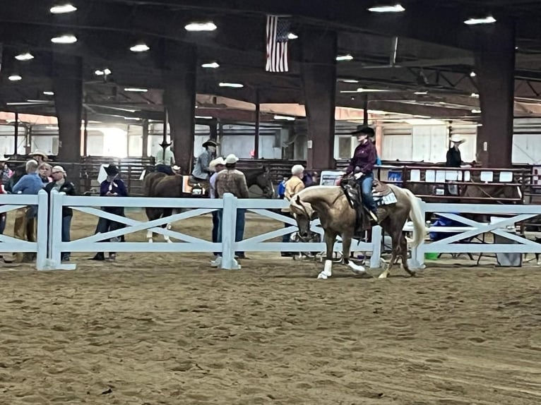 Caballo cuarto de milla Yegua 5 años 150 cm Palomino in Marysville