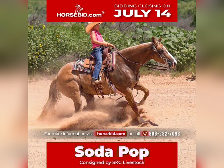 Caballo cuarto de milla Yegua 5 años 150 cm Red Dun/Cervuno in Canyon, TX