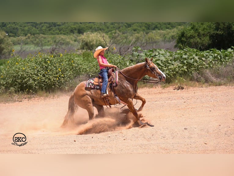 Caballo cuarto de milla Yegua 5 años 150 cm Red Dun/Cervuno in Canyon, TX