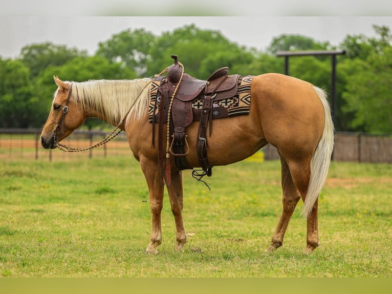 Caballo cuarto de milla Yegua 5 años 150 cm in Joshua, TX