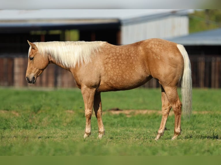Caballo cuarto de milla Yegua 5 años 150 cm in Joshua, TX