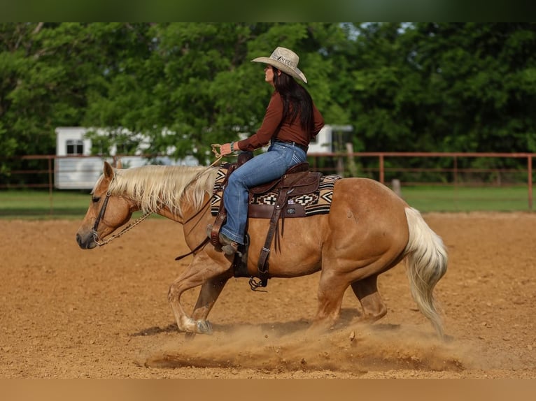 Caballo cuarto de milla Yegua 5 años 150 cm in Joshua, TX