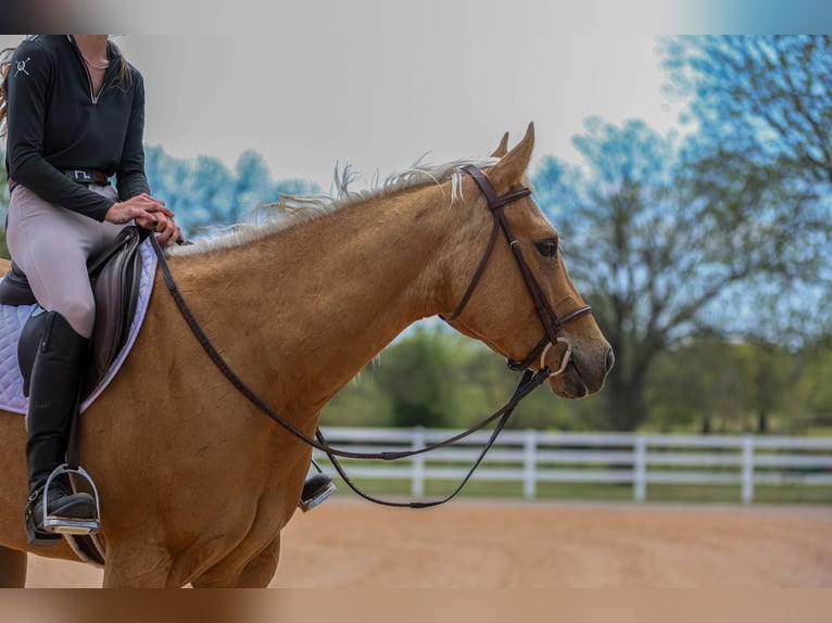 Caballo cuarto de milla Yegua 5 años 150 cm in Joshua, TX