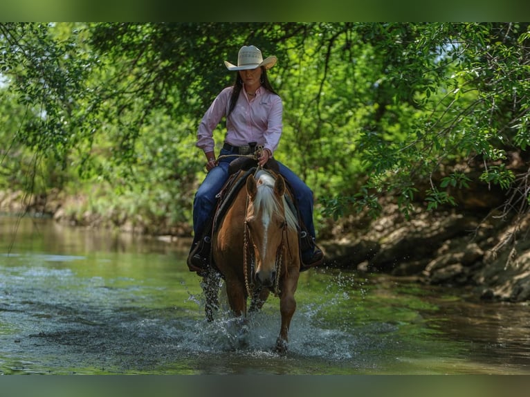 Caballo cuarto de milla Yegua 5 años 150 cm in Joshua, TX
