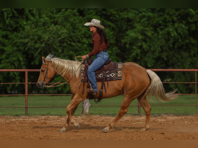 Caballo cuarto de milla Yegua 5 años 150 cm in Joshua, TX