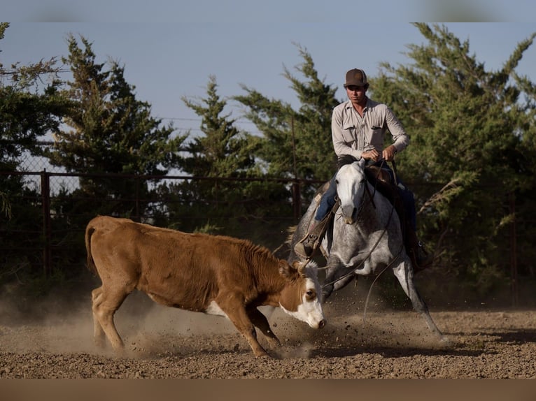 Caballo cuarto de milla Yegua 5 años 150 cm Tordo in Canyon, TX