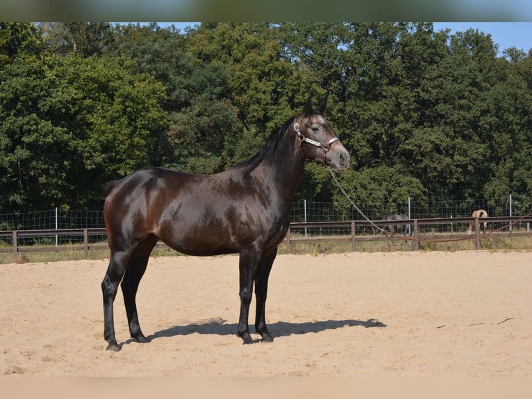 Caballo cuarto de milla Yegua 5 años 150 cm Tordo rodado in Wusterhausen (Dosse)