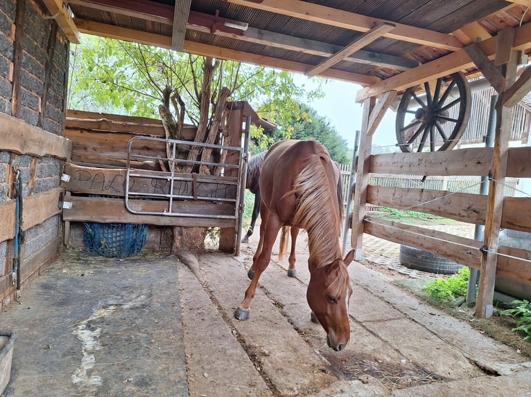 Caballo cuarto de milla Mestizo Yegua 5 años 151 cm Alazán in Eisenach