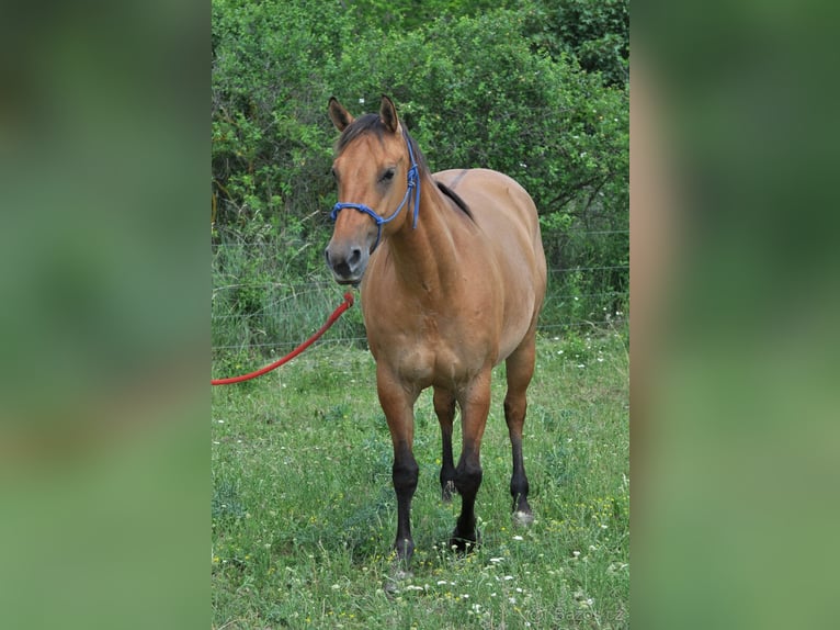 Caballo cuarto de milla Yegua 5 años 151 cm Bayo in Nový Šaldorf-Sedlešovice - Sedlešovice