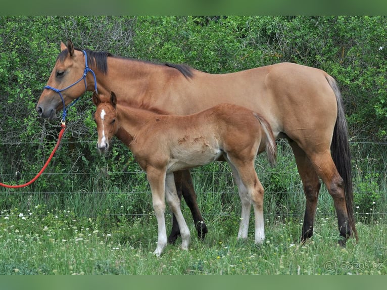 Caballo cuarto de milla Yegua 5 años 151 cm Bayo in Nový Šaldorf-Sedlešovice - Sedlešovice