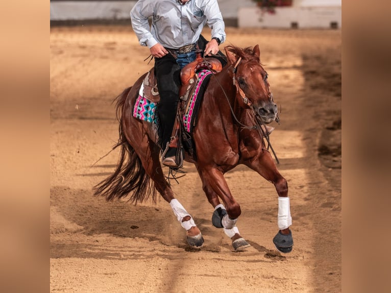 Caballo cuarto de milla Yegua 5 años 152 cm Alazán in Coesfeld