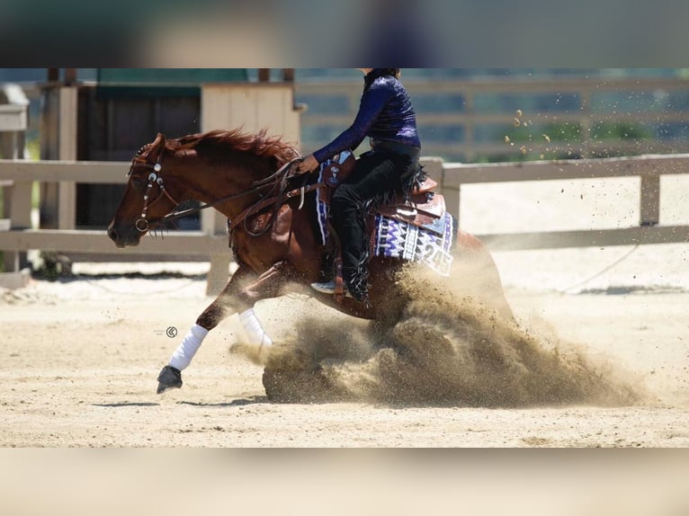 Caballo cuarto de milla Yegua 5 años 152 cm Alazán in Coesfeld