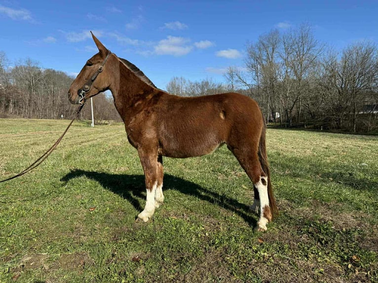 Caballo cuarto de milla Yegua 5 años 152 cm Alazán-tostado in Grassy Creek KY