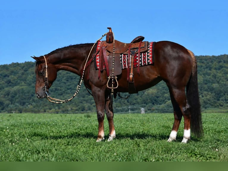 Caballo cuarto de milla Yegua 5 años 152 cm Alazán-tostado in Rebersburg