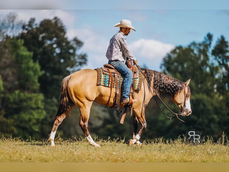 Caballo cuarto de milla Yegua 5 años 152 cm Bayo in Lyles, TN