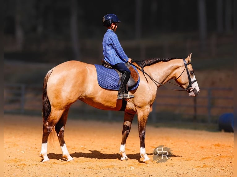 Caballo cuarto de milla Yegua 5 años 152 cm Bayo in Lyles, TN