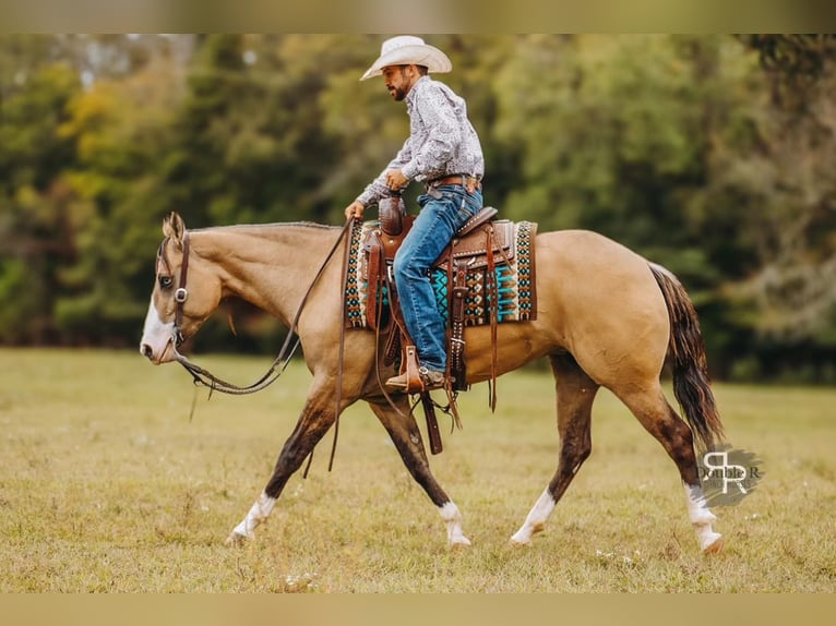 Caballo cuarto de milla Yegua 5 años 152 cm Bayo in Lyles, TN