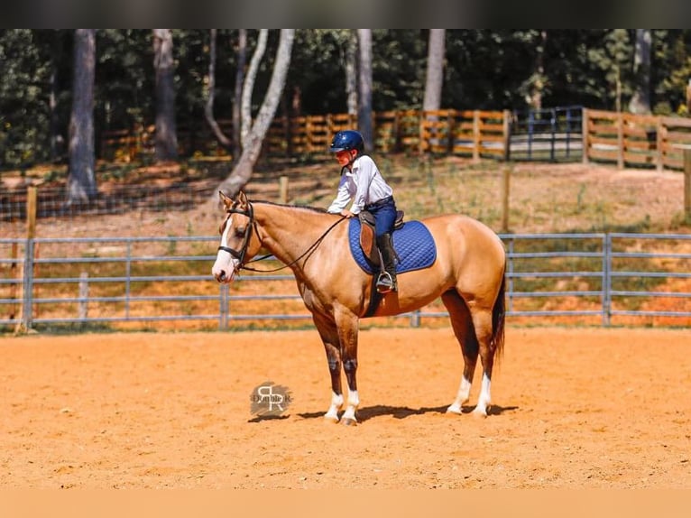 Caballo cuarto de milla Yegua 5 años 152 cm Bayo in Lyles, TN
