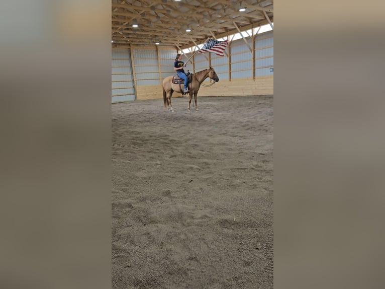 Caballo cuarto de milla Mestizo Yegua 5 años 152 cm Bayo in Rebersburg