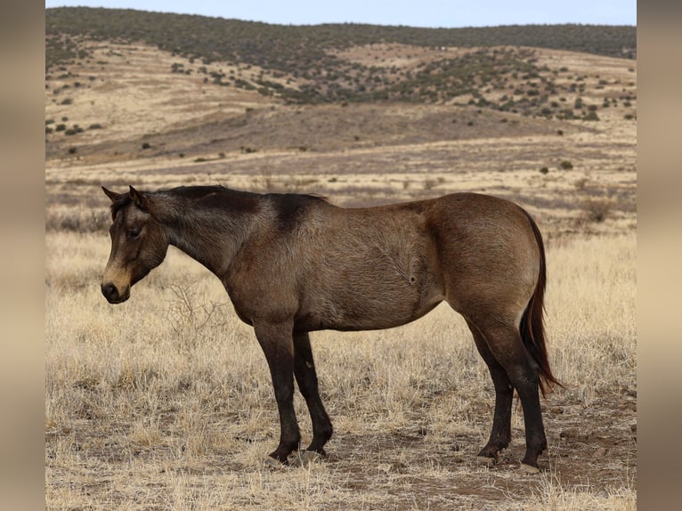 Caballo cuarto de milla Yegua 5 años 152 cm Buckskin/Bayo in Camp Verde, AZ