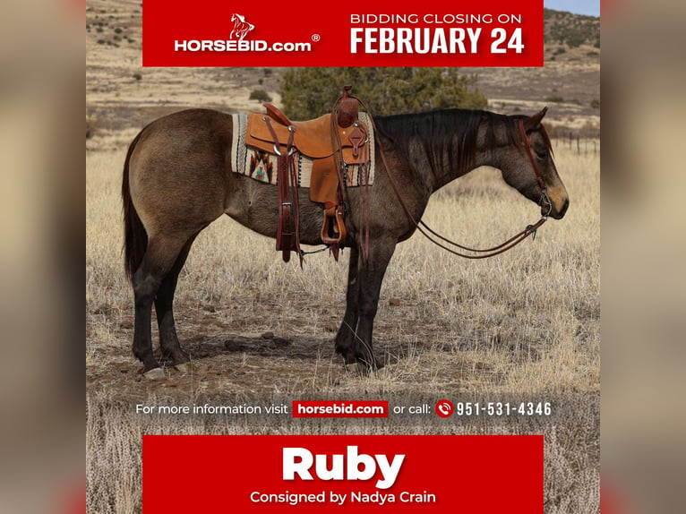 Caballo cuarto de milla Yegua 5 años 152 cm Buckskin/Bayo in Camp Verde, AZ