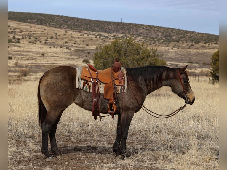 Caballo cuarto de milla Yegua 5 años 152 cm Buckskin/Bayo in Camp Verde, AZ