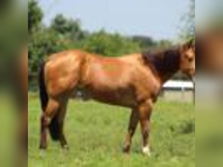 Caballo cuarto de milla Yegua 5 años 152 cm Buckskin/Bayo in Stephenville TX