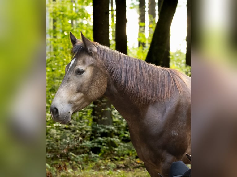 Caballo cuarto de milla Yegua 5 años 152 cm Buckskin/Bayo in Haldenwang