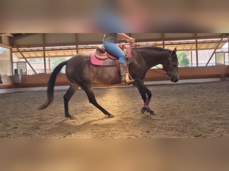 Caballo cuarto de milla Yegua 5 años 152 cm Buckskin/Bayo in Haldenwang