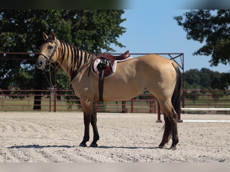 Caballo cuarto de milla Yegua 5 años 152 cm Buckskin/Bayo in Baxter Springs