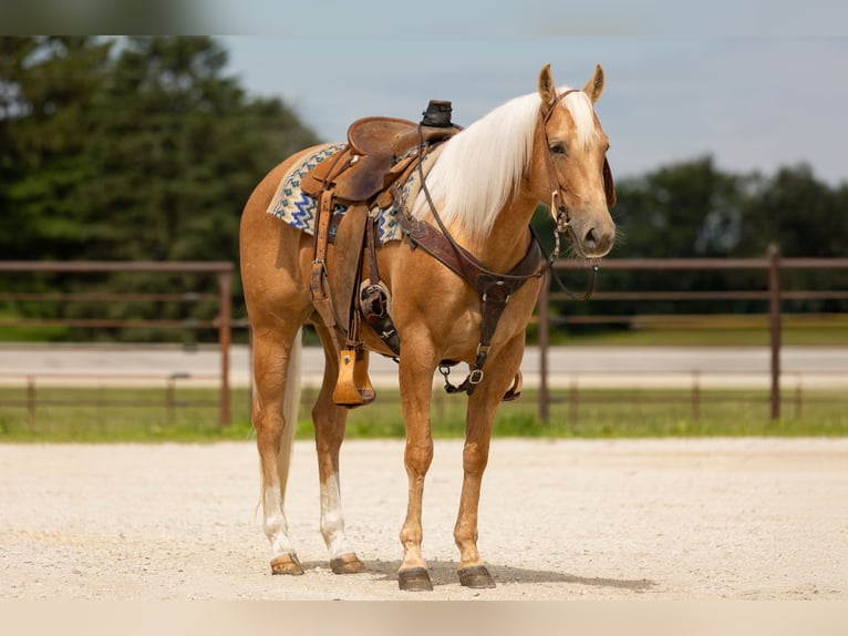 Caballo cuarto de milla Yegua 5 años 152 cm Palomino in Decorah