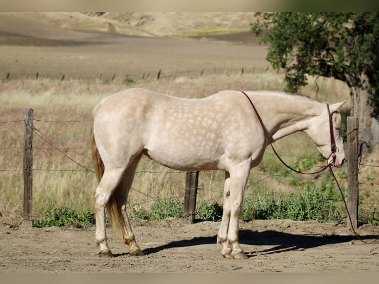 Caballo cuarto de milla Yegua 5 años 152 cm Perlino in King City