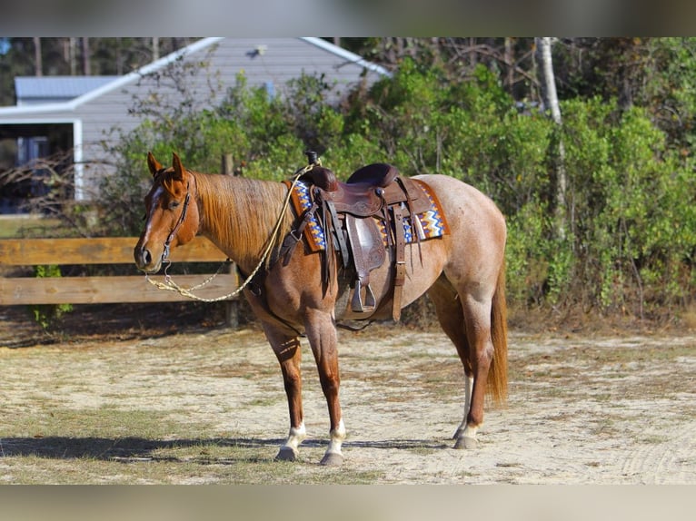 Caballo cuarto de milla Yegua 5 años 152 cm Ruano alazán in Vidalia