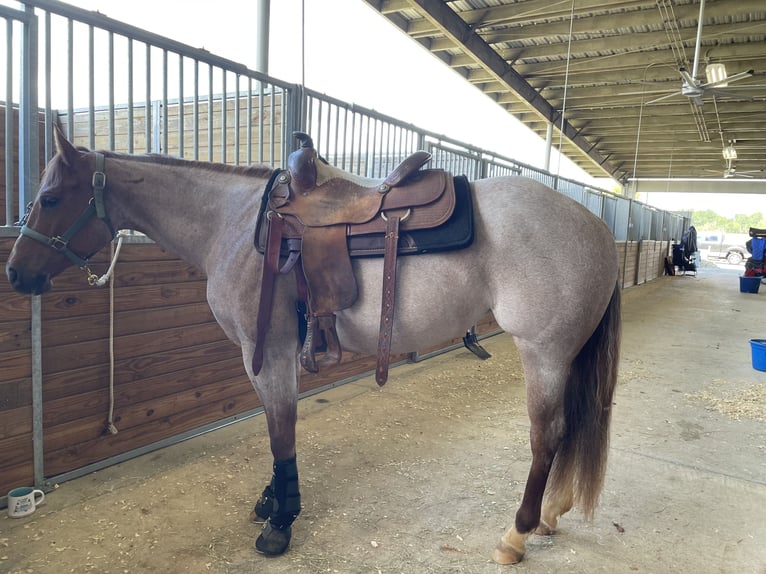 Caballo cuarto de milla Yegua 5 años 152 cm Ruano alazán in Vidalia