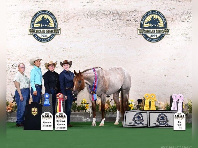 Caballo cuarto de milla Yegua 5 años 152 cm Ruano alazán in Vidalia